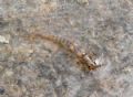 Chloroperla sp. (cfr,)